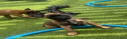 Belgian Shepherd Dog dogs for sale: Stunning litter of Belgian Malinois puppies  in Weymouth - Advert 11
