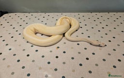 Python Snake reptiles for sale: 4x Royal Pythons for sale - Image 7