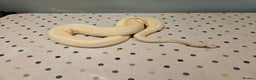 Python Snake reptiles for sale: 4x Royal Pythons for sale - Advert 7