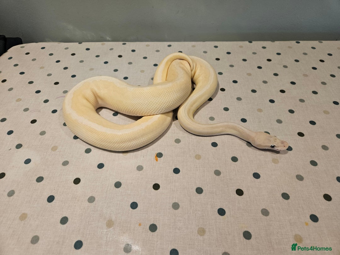 Python Snake reptiles for sale: 4x Royal Pythons for sale - Image 7