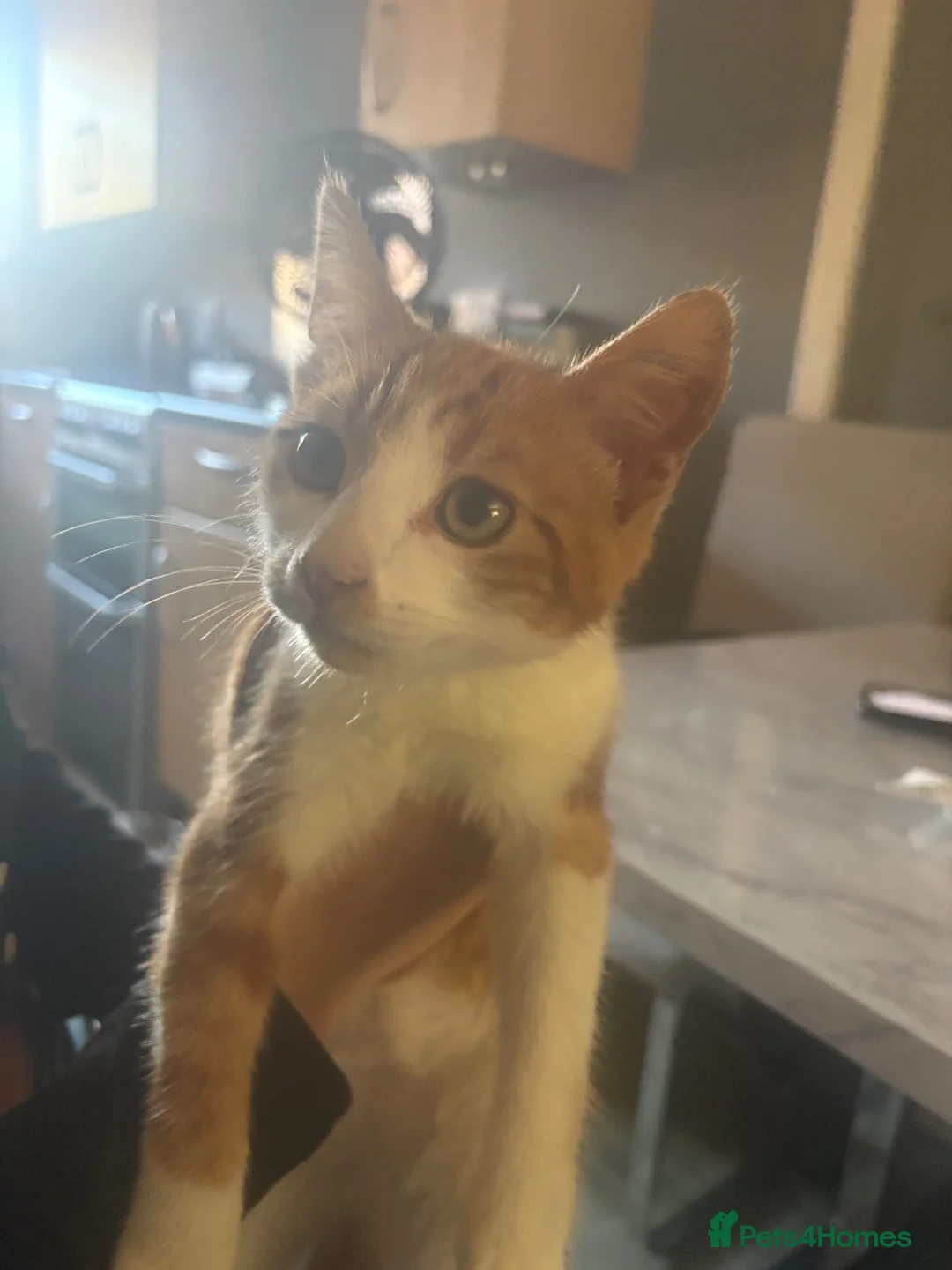 Mixed Breed cats for sale: Gorgeous ginger kitten  - Advert 2
