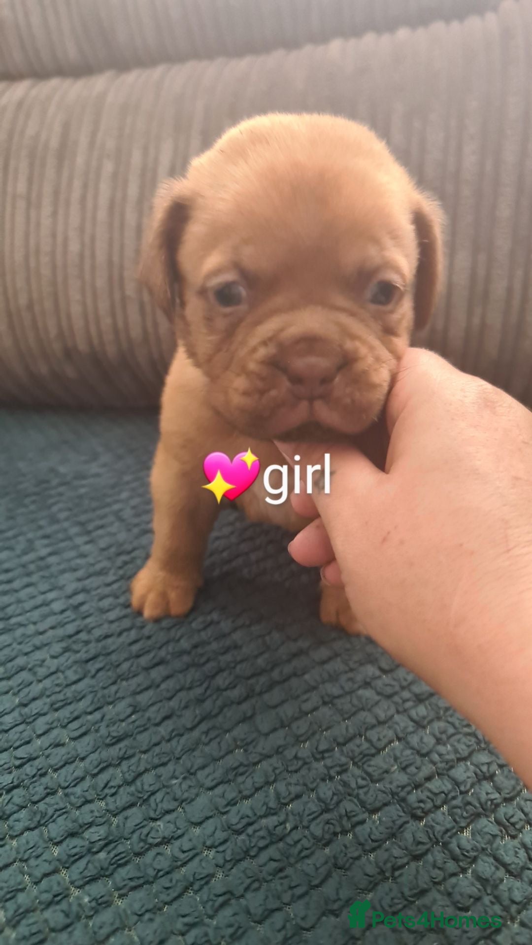 Dogue De Bordeaux dogs for sale: Dogue de bordeaux puppies - Image 18