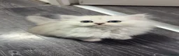 Persian cats for sale: Persian chinchilla kittens  - Advert 19
