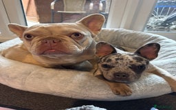 French Bulldog dogs for sale: Merle Female Frenchie For Sale  - Image 6