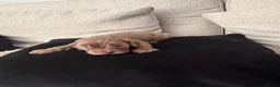 Cockapoo dogs for sale: Beautiful F1B cockapoo puppies  in Wolverhampton - Advert 16