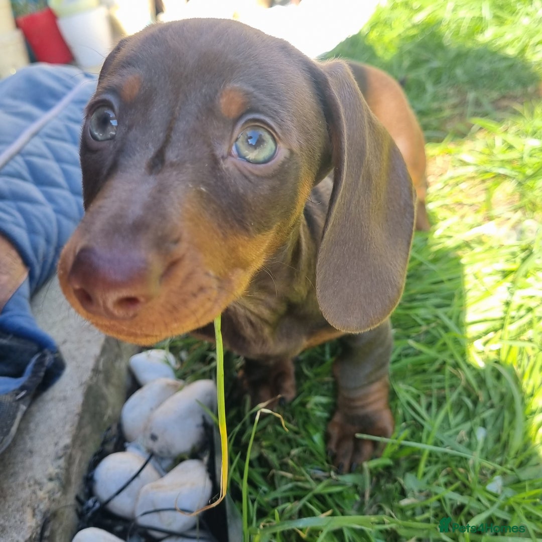 Miniature Dachshund dogs for sale: Mini Dachshund Puppies - Image 9