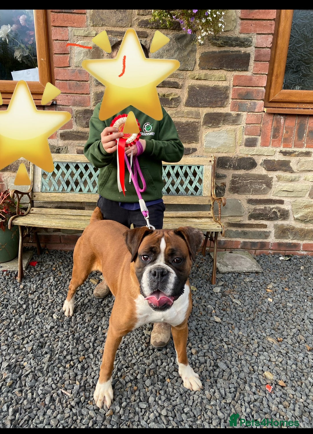 Boxer dogs for sale: 🌟 Beautiful Boxer Puppies for Sale 🌟 - Advert 8