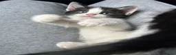 Domestic Shorthair cats for sale: 🐾Fluffy black and white kittens🐾 - Advert 6