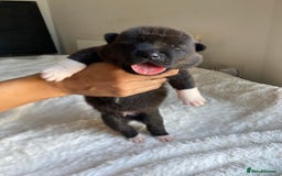 Akita dogs for sale: Akita puppies  - Image 8