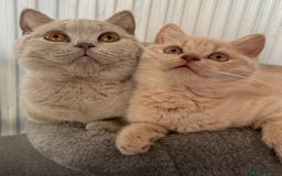 British Shorthair cats for sale: Rehoming Our Precious British Shorthair Cats - Advert 1