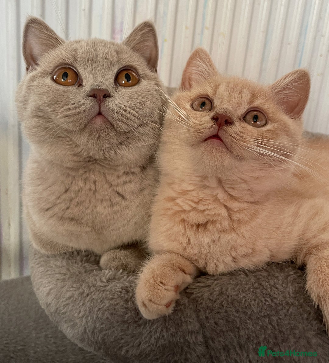British Shorthair cats for sale: Rehoming Our Precious British Shorthair Cats - Advert 1