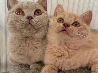 British Shorthair cats for sale: Rehoming Our Precious British Shorthair Cats - Advert 1