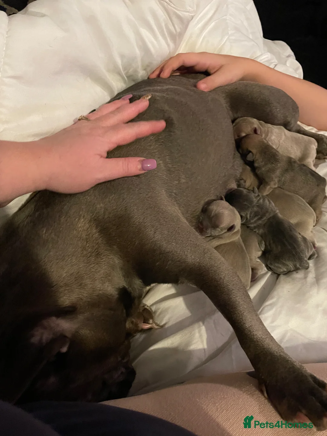 French Bulldog dogs for sale: Beautiful blue French bulldog  - Advert 3