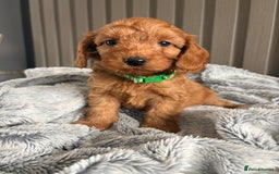 Cockapoo dogs for sale: Health Tested Fox Red Cockapoo  - Image 17