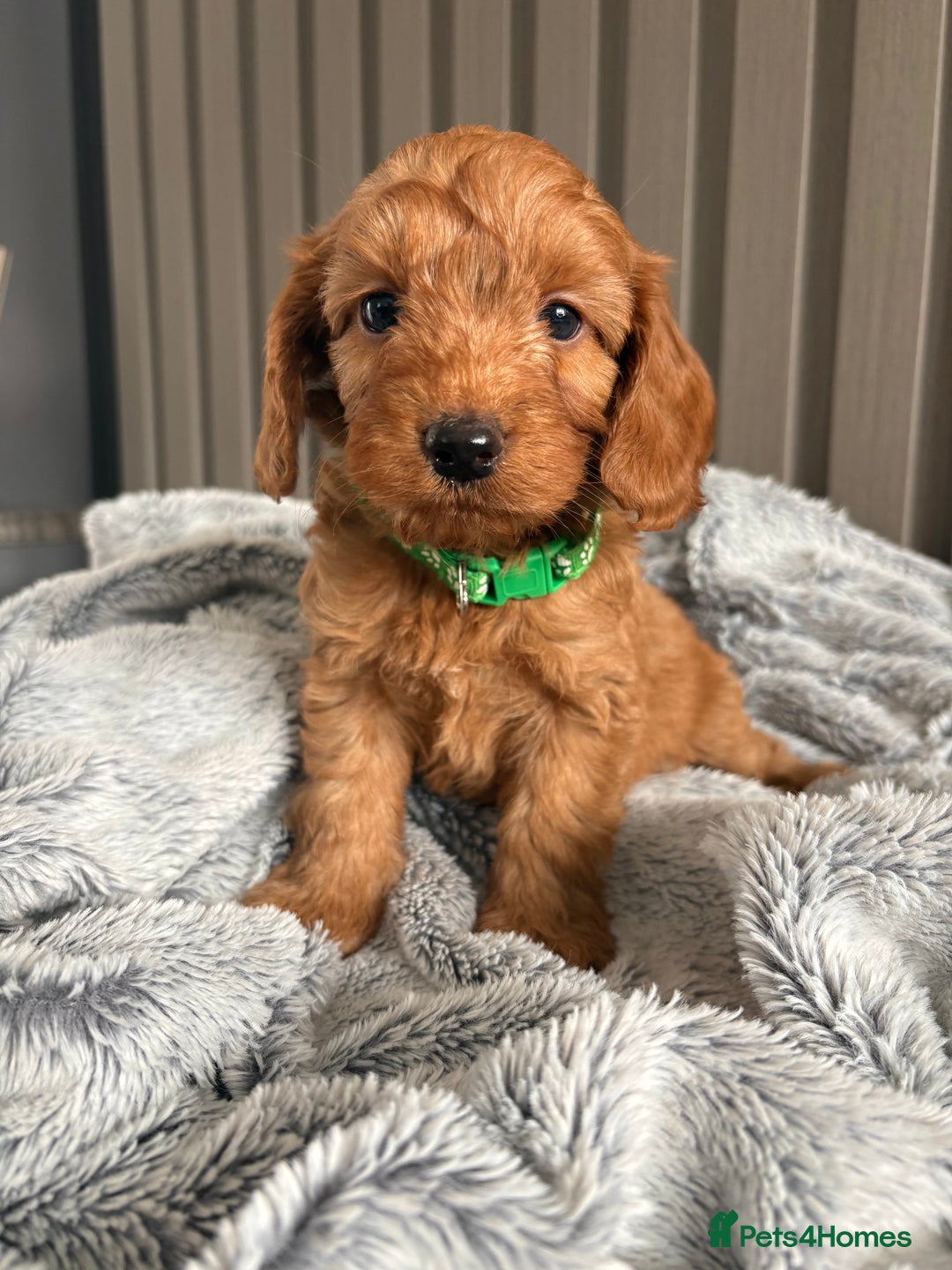 Cockapoo dogs for sale: Health Tested Fox Red Cockapoo  - Image 17