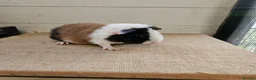 Guinea Pig rodents for sale: Teddy boars & sows  - Advert 4