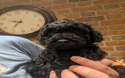 Cockapoo dogs for sale: Little black boy  - Image 3