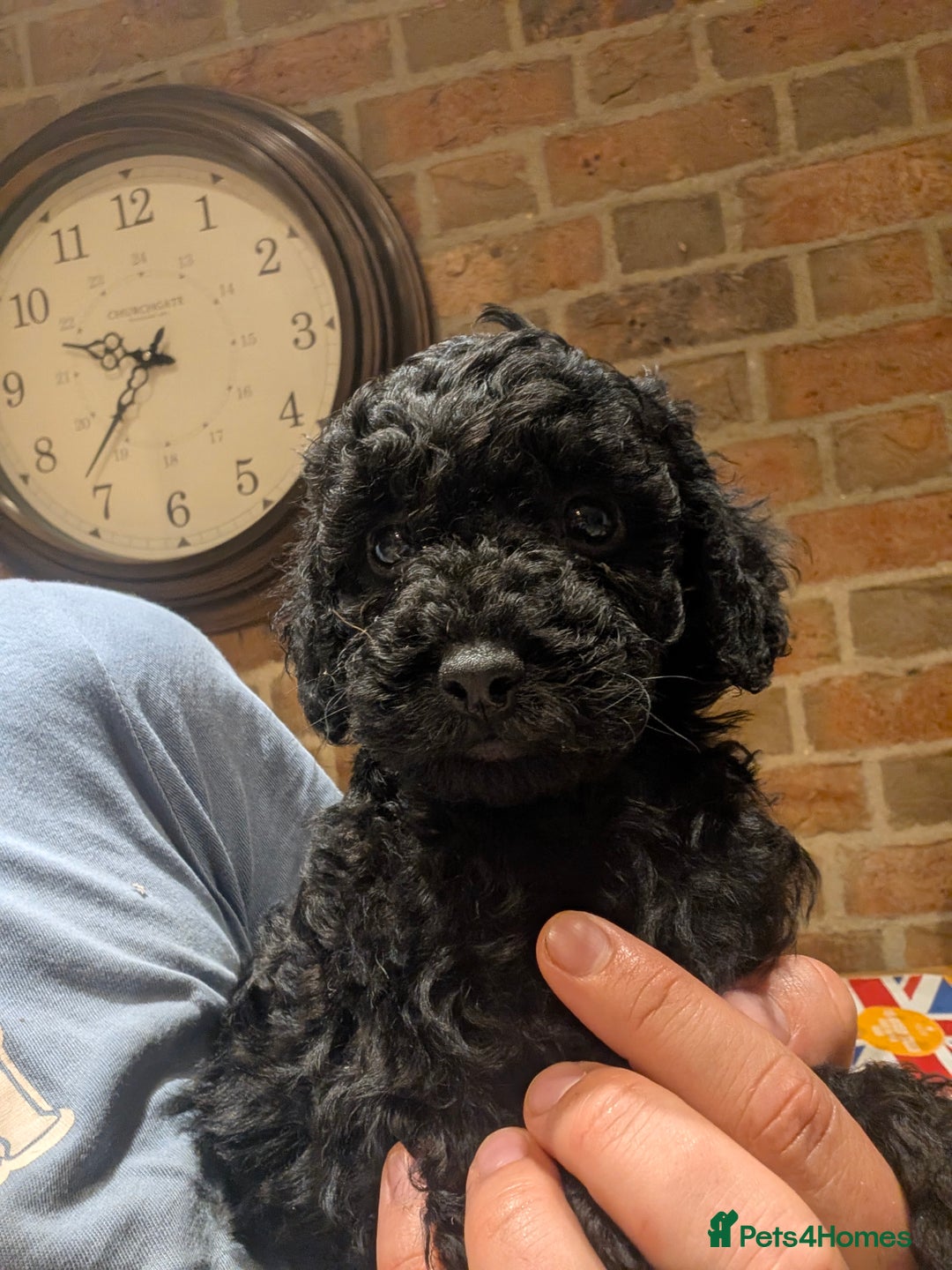Cockapoo dogs for sale: Little black boy  - Image 3