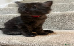 Mixed Breed cats for sale: 2 Black Fluffy Kittens (15wk old brothers) - Image 14
