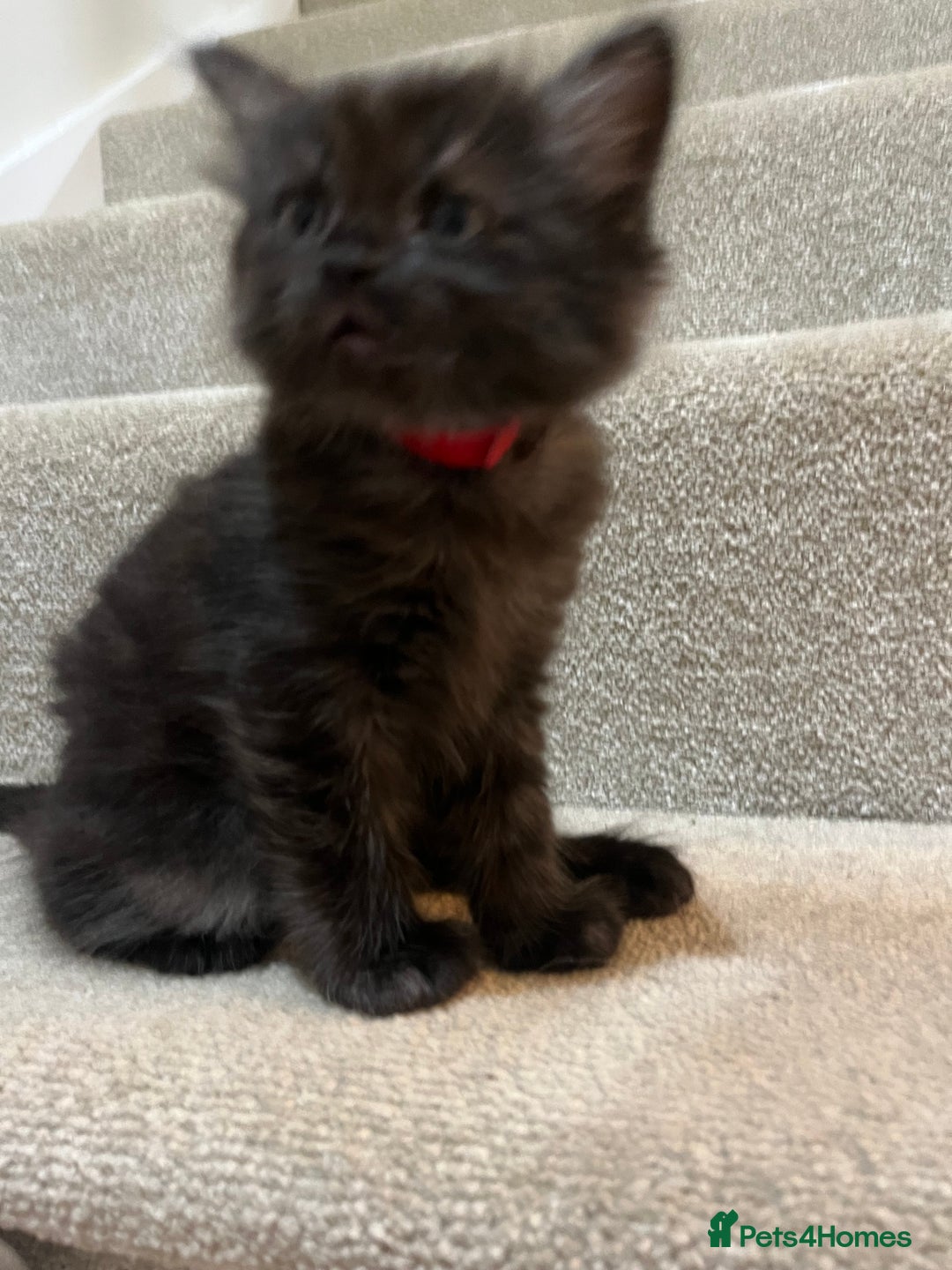 Mixed Breed cats for sale: 2 Black Fluffy Kittens (15wk old brothers) - Image 14