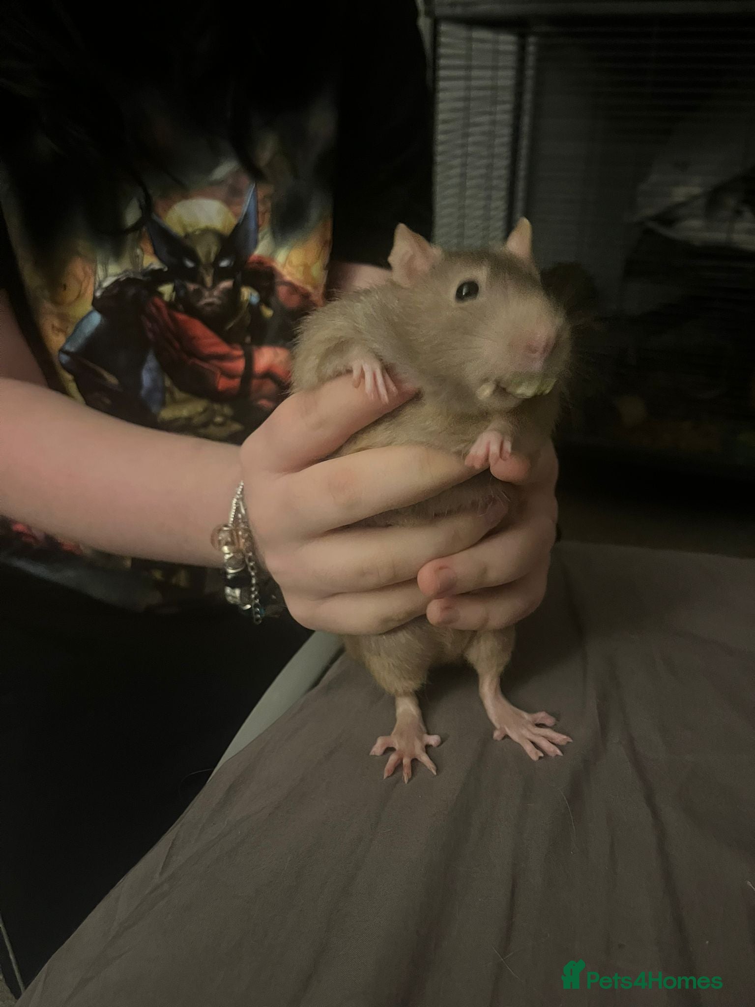 Rat rodents 4 males rats for sale  - Advert 1