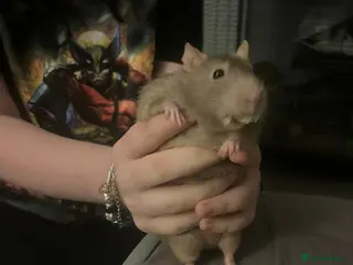 Rat rodents 4 males rats for sale - Advert 7