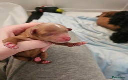 Cavapoo dogs for sale: Gorgeous F1b Toy Cavapoo Babies   - Image 7