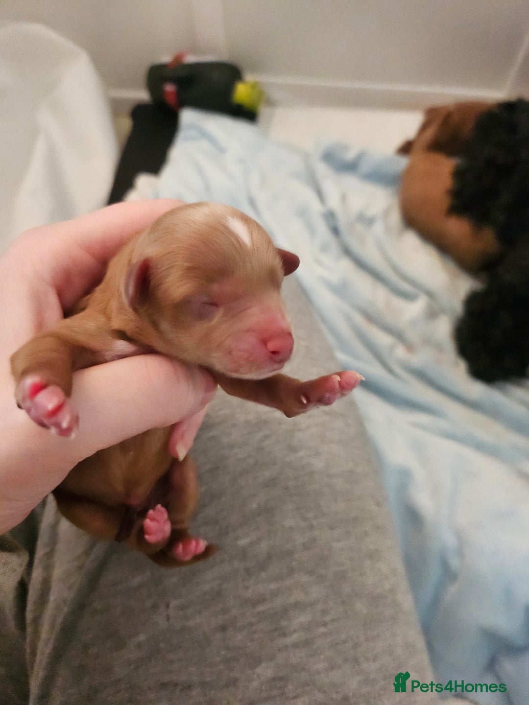 Cavapoo dogs for sale: Gorgeous F1b Toy Cavapoo Babies   - Image 7