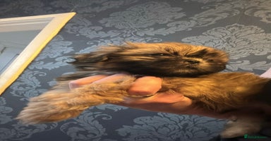 Shih Tzu dogs - Advert 2