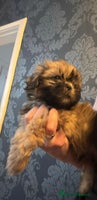 Shih Tzu dogs - Advert 1