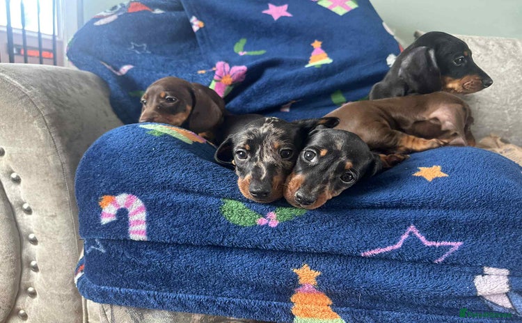 Dachshund dogs - Advert 3