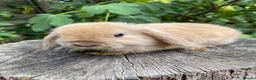 Mini Lop rabbits for sale: Super Friendly 100% Pure Bred Mini Lop Bunnies - Advert 12