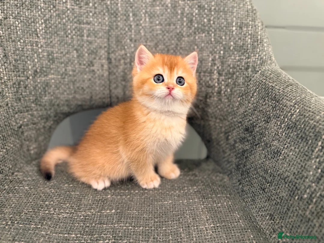 British Shorthair cats for sale: Super cute British shorthair kitten - Advert 1