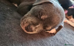Mixed Breed dogs for sale: American Bulldog Cross Staffy puppies  - Image 22