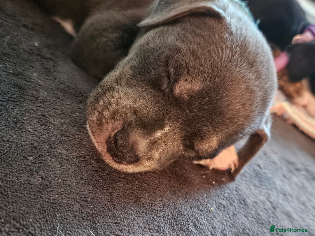 Mixed Breed dogs for sale: American Bulldog Cross Staffy puppies  - Image 22
