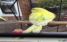 Budgerigars birds for sale: Gorgeous baby budgies - Image 15