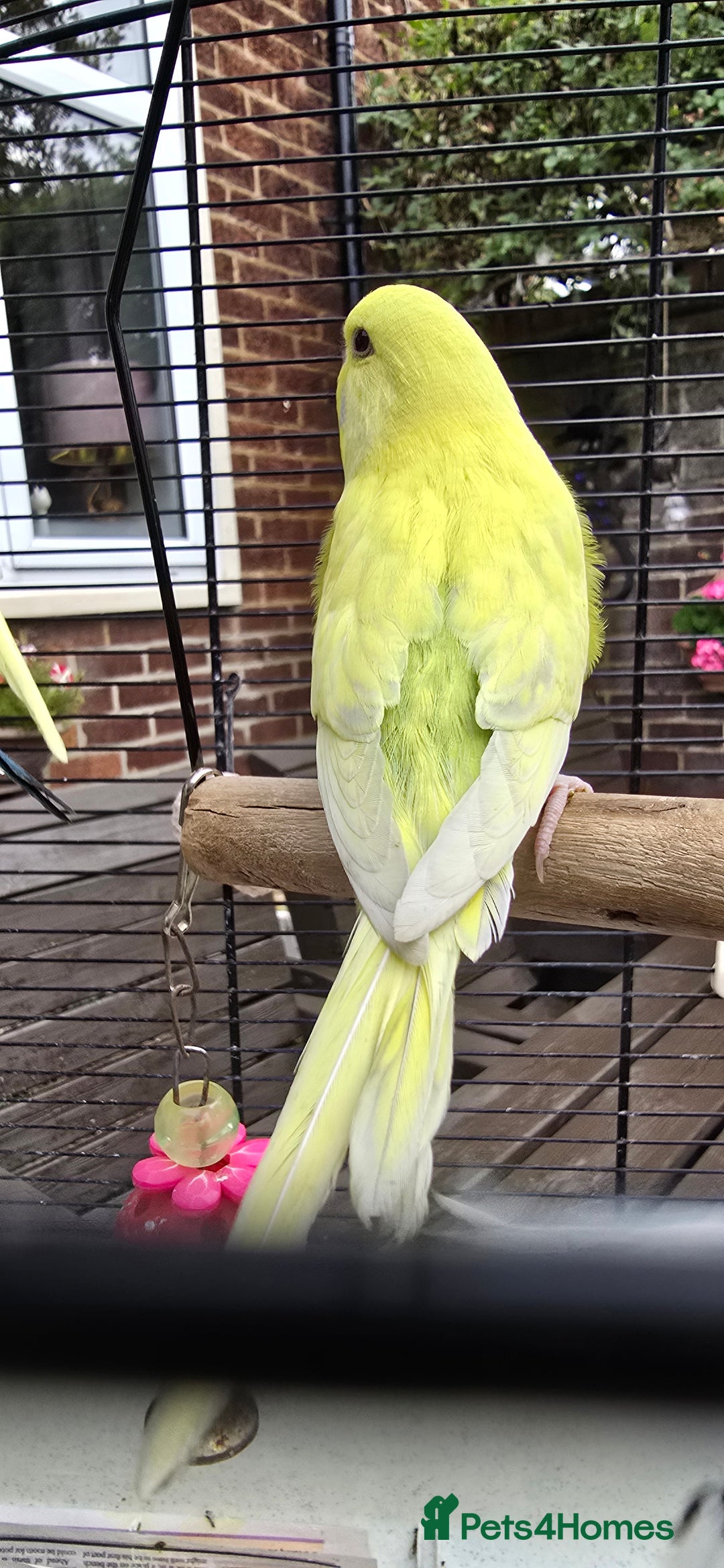 Budgerigars birds for sale: Gorgeous baby budgies - Image 15