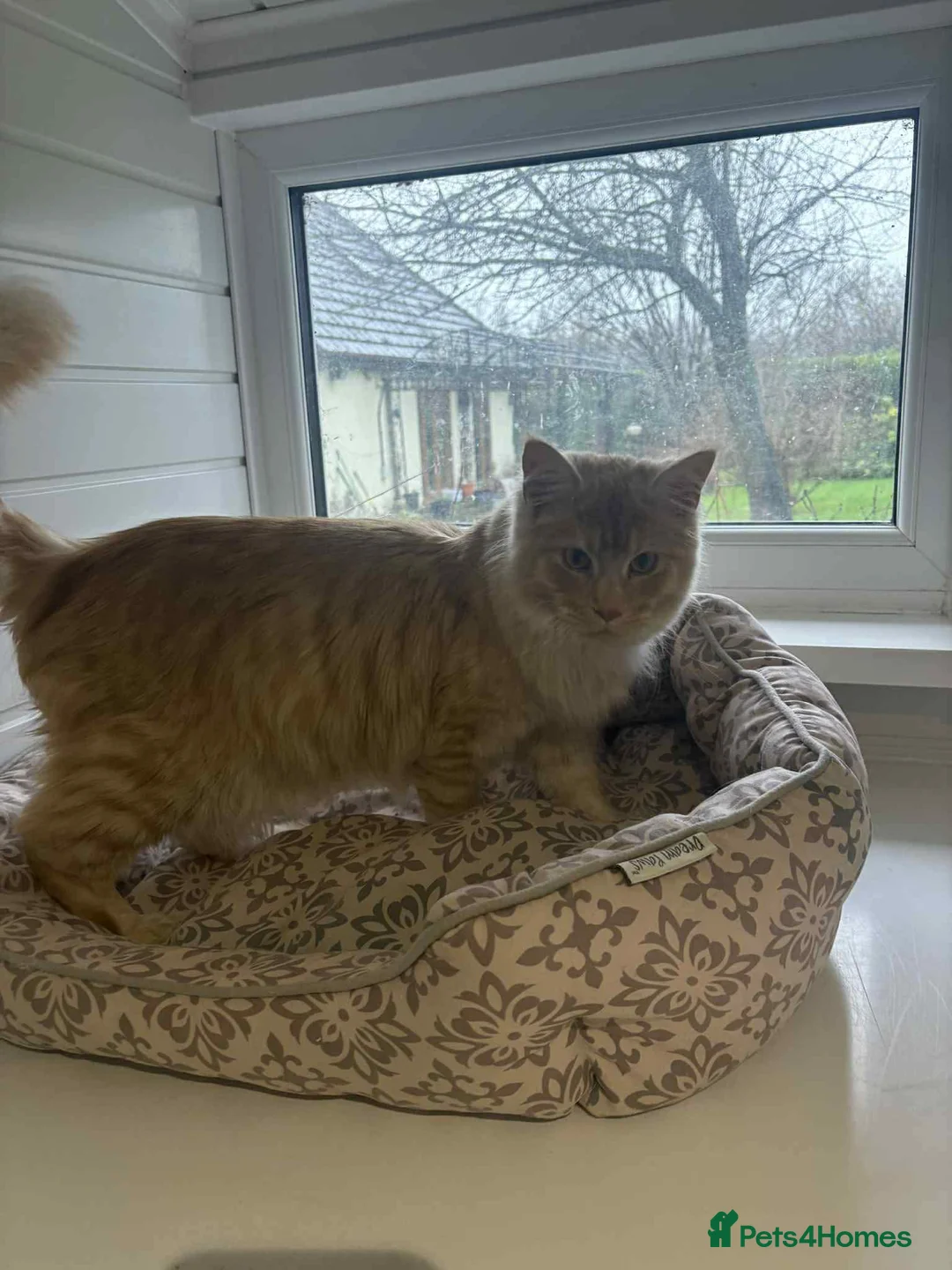 Maine Coon cats for sale: Maine Coon Brothers  - Advert 4