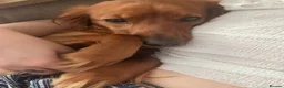 Cockapoo dogs for sale: Apricot Cockapoo Puppy in Coatbridge - Advert 2
