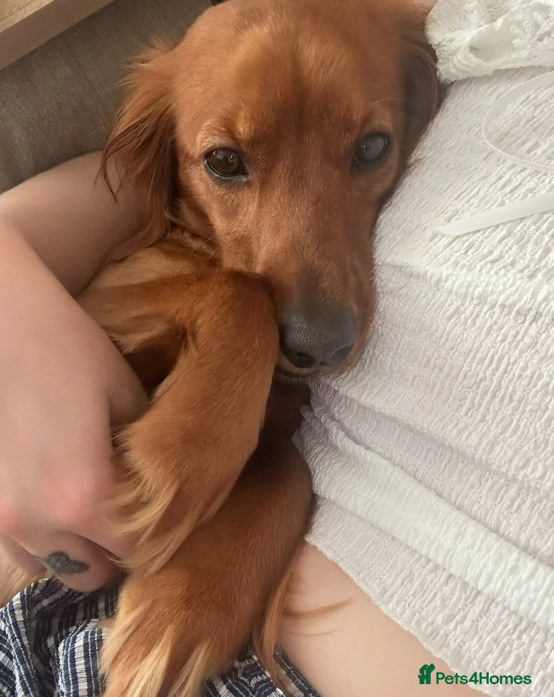 Cockapoo dogs for sale: Apricot Cockapoo Puppy in Coatbridge - Advert 2