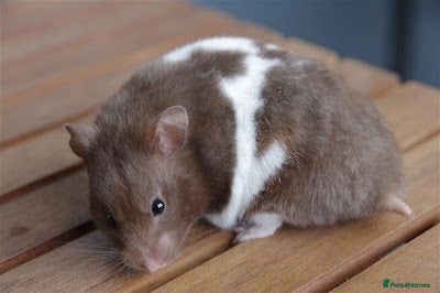 Hamster rodents Female Syrian hamster  - Advert 1