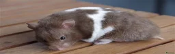 Hamster rodents for sale: Female Syrian hamster  - Advert 1