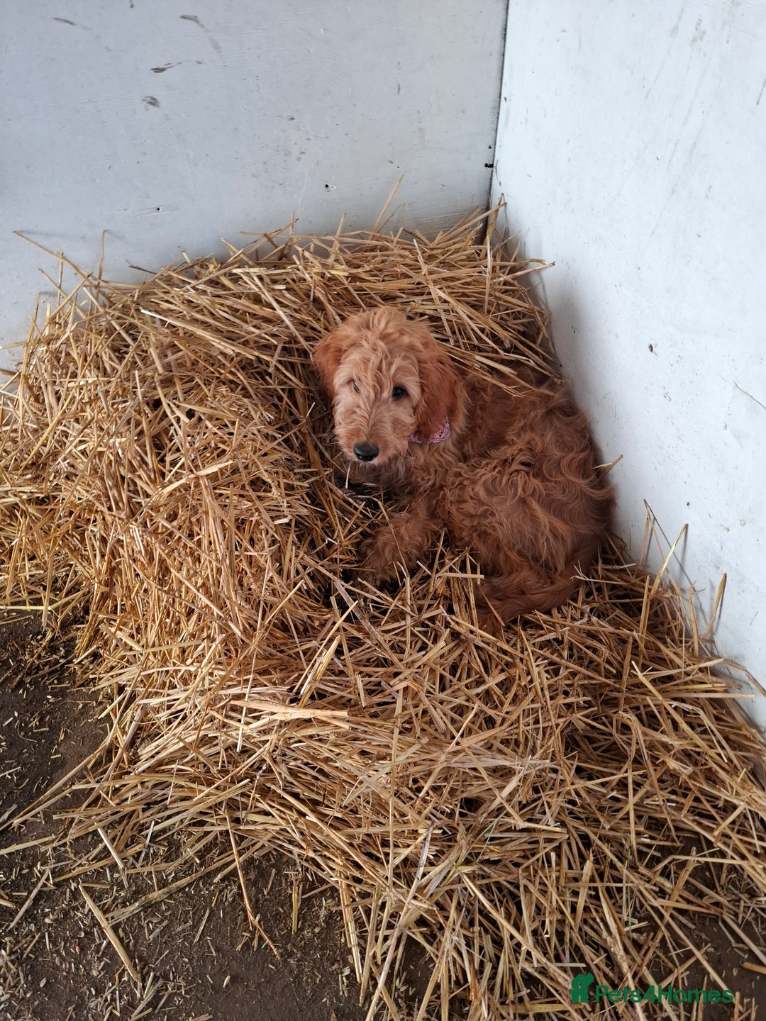 Irish Doodle dogs for sale: Red setter x poodle  - Image 4