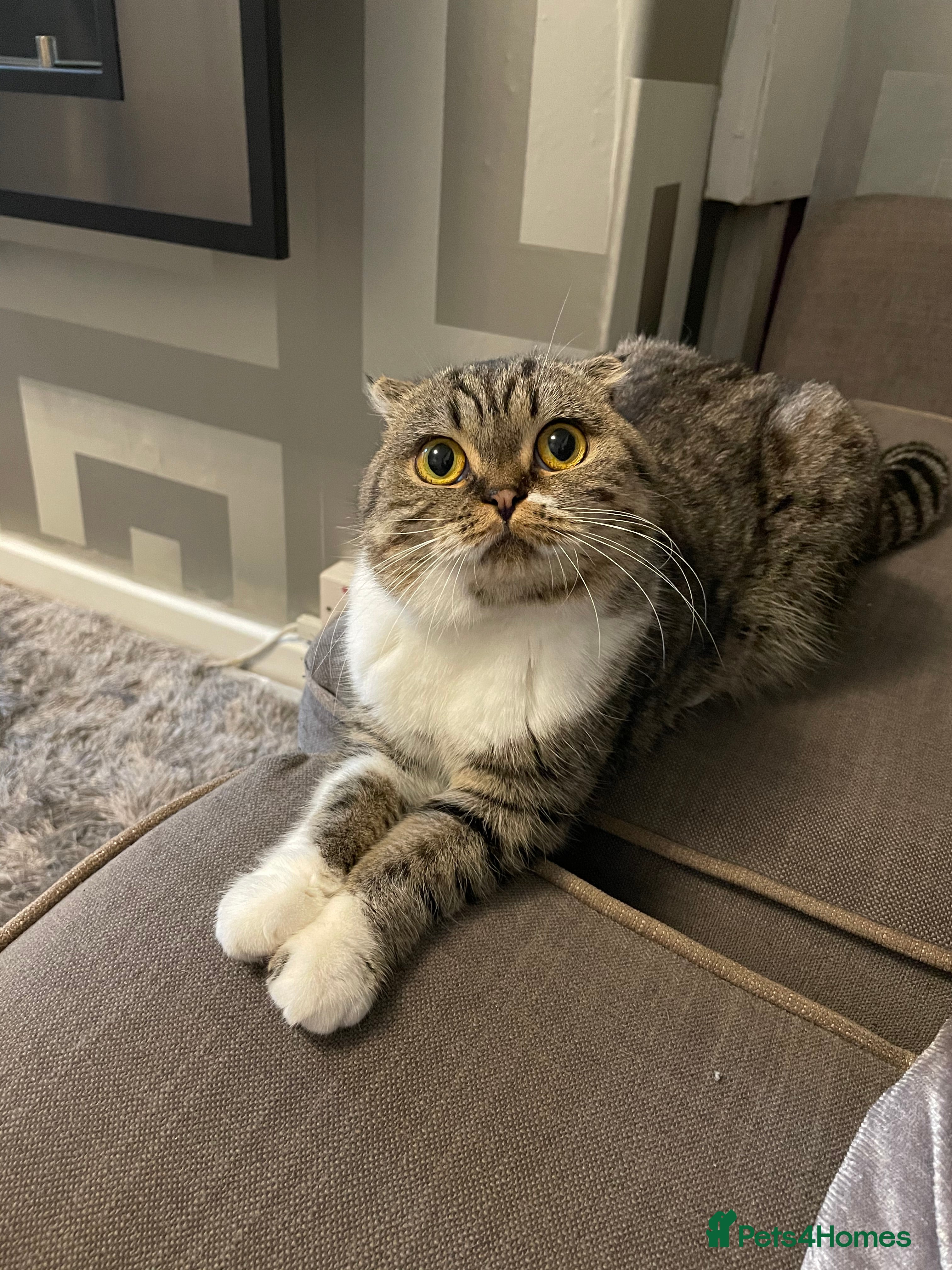 Mixed Breed cats Scottish fold x bsh  - Advert 1