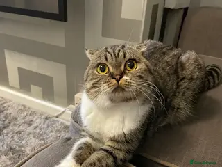 Mixed Breed cats Scottish fold x bsh - Advert 1