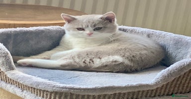 British Shorthair cats - Advert 11