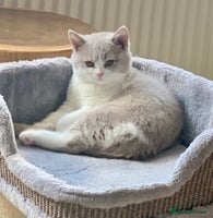 British Shorthair cats - Advert 6