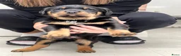 Rottweiler dogs for sale: ROTTWEILER PUPPIES "ready to go" - Advert 17