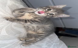 Mixed Breed cats for sale: Beautiful mix breed kittens - Image 27