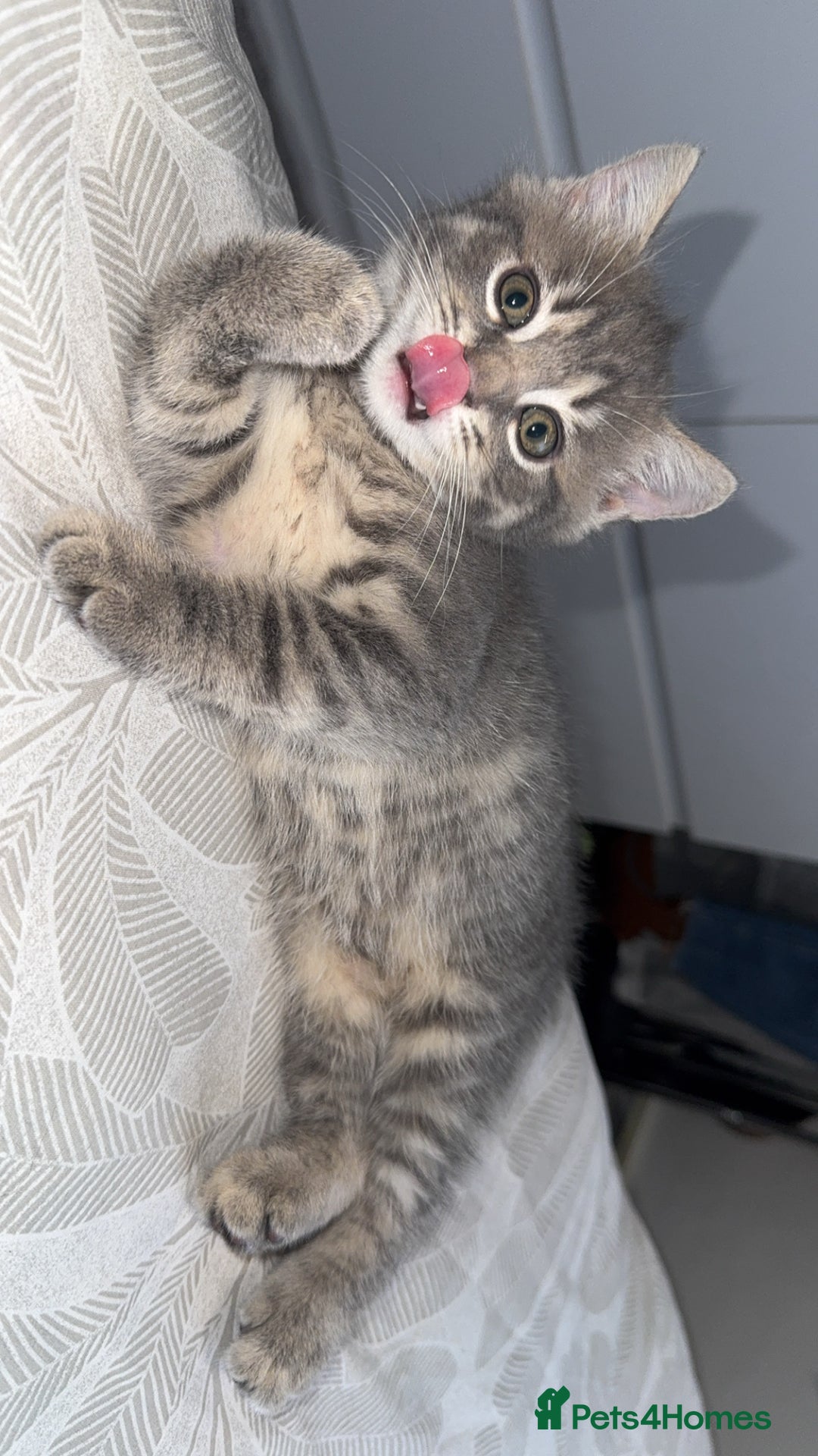Mixed Breed cats for sale: Beautiful mix breed kittens - Image 27